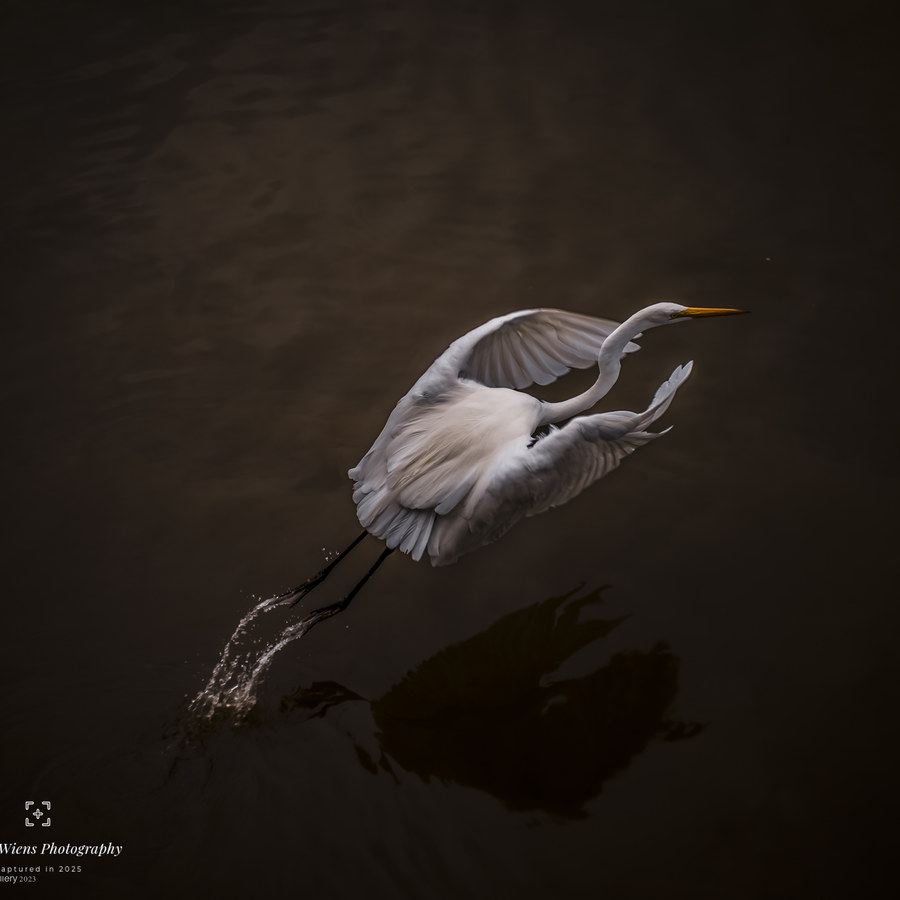 Bird photographed against a dark background