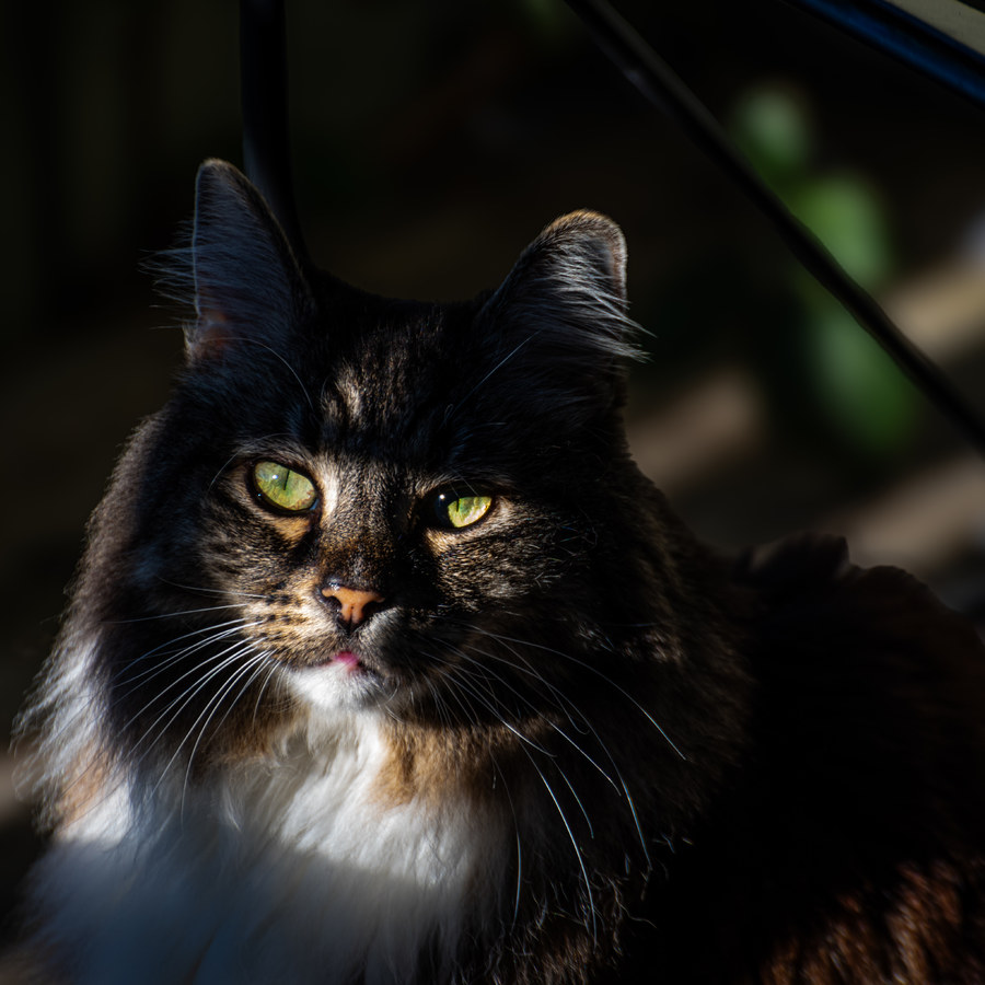 Cat portrait in dramatic natural light
